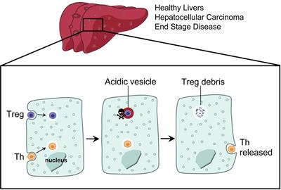 Targeting Enclysis in Liver Autoimmunity, Transplantation, Viral Infection and Cancer